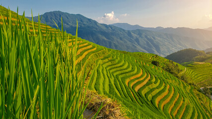 Fototapeta na wymiar Rice fields in China. A close-up panoramic photo of a rice field. Background of magical mountains.