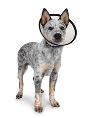 Cute Cattle dog pup, standing up side ways wearing medical cone around neck. Looking away from camera. Mouth closed. Isolated on a white background.