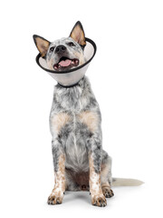Cute Cattle dog pup, sitting up facing front wearing medical cone around neck. Looking above and away from camera. Tongue out panting. Isolated on a white background.