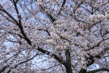 青空バックに見上げる満開のソメイヨシノ桜
