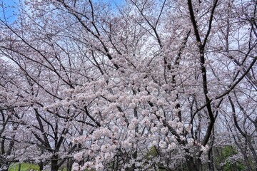 Obraz na płótnie Canvas 青空バックに見る満開のソメイヨシノ桜