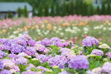 Obraz premium あじさいの花壇