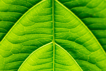 green leaf texture for background resources