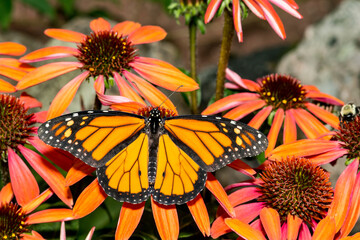 Monarch Butterfly - Danaus plexippus