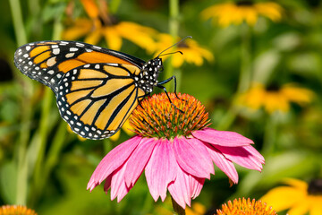 Monarch Butterfly - Danaus plexippus