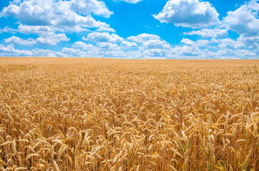 Wheat and sun under blue sky