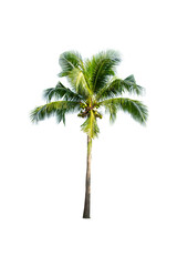 Betel palm tree ,Palm tree ,a green leaf isolation for summer background ,relax and vacation holiday summer concept
