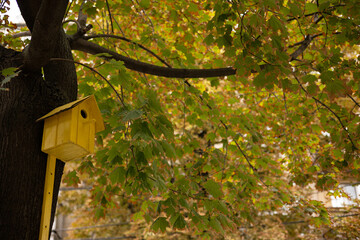 Bird house on tree. Yellow birdhouse on a tree branch.