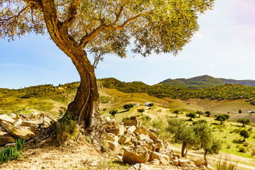 Old olive tree on hill in Andalucia Spain - obrazy, fototapety, plakaty