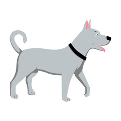 Happy Grey Walking Pitbull Dog
