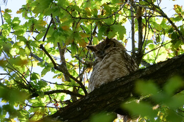 South American great horned owl, bubo virginianus nacurutu perched in tree between leaves. Location: El Palmar National Park, Argentina