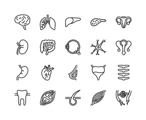 Human internal organs flat line icons set. Anatomy symbols - lung, muscle, eyeball, liver, stomach, kidney, urinary, bone. Simple flat vector illustration for web site or mobile app