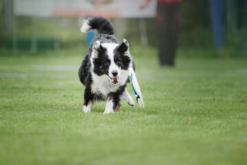 Naklejka na ściany i meble Dog frisbee. Dog catching flying disk in jump, pet playing outdoors in a park. Sporting event, achievement in sport