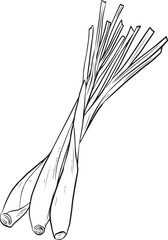 Vector Lemongrass Line Art