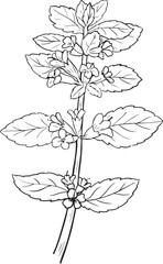 Vector Melissa  Aroma bottle Line Art