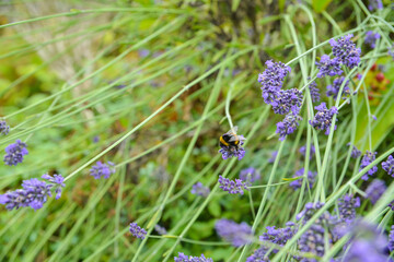bee on lavender