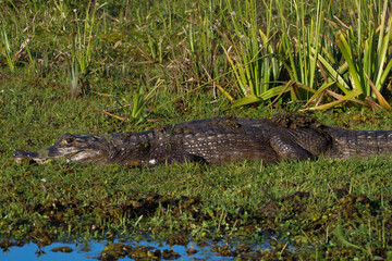 Small caiman -  Caimaninae - lying between green grass. Location: Iberá National Park, Argentina