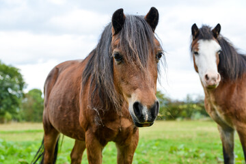 Portrait of a Welsh pony