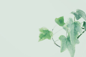 葉　植物　アイビー　背景　フレーム　やわらか　緑色