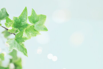 植物　葉　新緑　背景　キラキラ　緑　ナチュラル