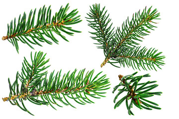 Fir branches. Close-up. Isolated background. Christmas and New Year. Elements for design. - obrazy, fototapety, plakaty