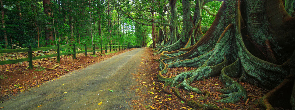 Fig trees Norfolk Island