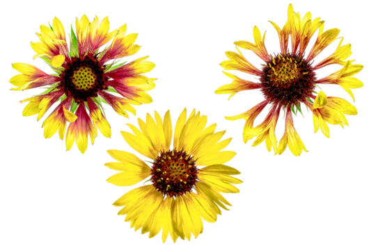 Rudbeckia flower. Autumn flowers. Isolated background. Close-up. High-resolution macro photography. Full depth of field. Print and design concept