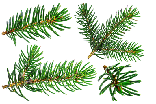 Fir branches. Close-up. Isolated background. Christmas and New Year. Elements for design.