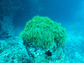 Naklejka na ściany i meble Sea anemone in the depths of the Indian ocean, Maldive islands.