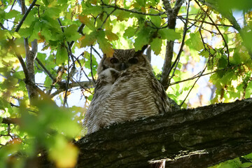 South American great horned owl, bubo virginianus nacurutu perched in tree between leaves. Location: El Palmar National Park, Argentina