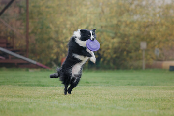 Dog frisbee. Dog catching flying disk in jump, pet playing outdoors in a park. Sporting event, achievement in sport