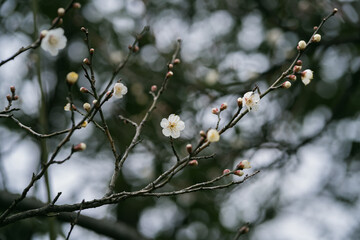  plum blossom in the wind