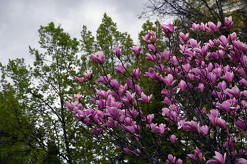 Obraz na płótnie Canvas Magnolia flowers in the garden