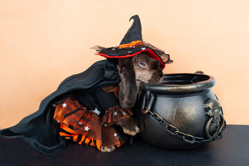 a rabbit sits on an orange background on a black floor on Halloween near a large cauldron at a...