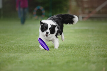Naklejka na ściany i meble Dog frisbee. Dog catching flying disk in jump, pet playing outdoors in a park. Sporting event, achievement in sport