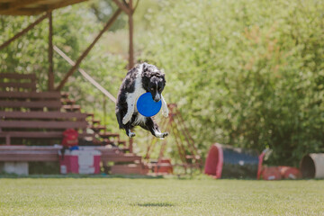 Dog frisbee. Dog catching flying disk in jump, pet playing outdoors in a park. Sporting event,...