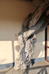 Capri - Tronco d'albero del Ristorante I Faraglioni in Via Camerelle