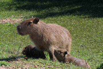 Female capybara - hydrochoerus hydrochaeris - nursing her pups. Location: El Palmar National Park,...