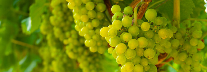 Reben Weintrauben weiß