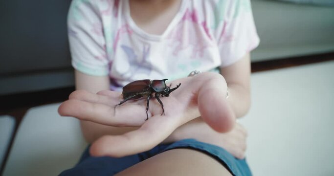 a child who observes the movement of insects, 장수풍뎅이