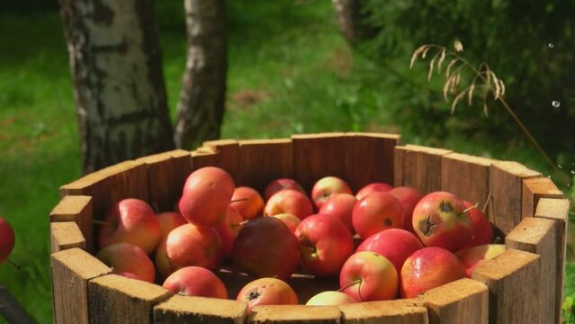 Ripe delicious red apples are falling into the wooden barell outdoors
