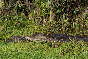 Close up of small caiman -  Caimaninae - lying between green grass. Location: Iberá National Park, Argentina