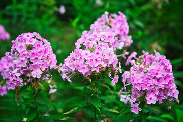 華やかに咲く紫の花