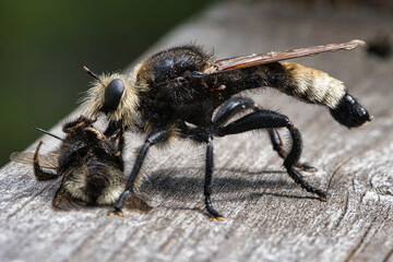 Yellow murder fly or yellow robber fly with a bumblebee as prey. Insect is sucked