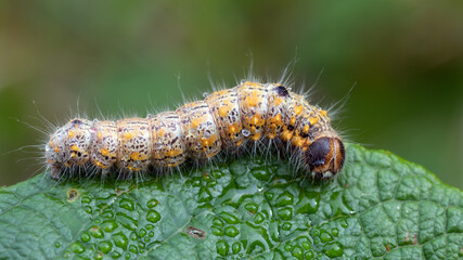 Clostera curtula (Linnaeus, 1758) Erpelschwanz-Raufußspinner