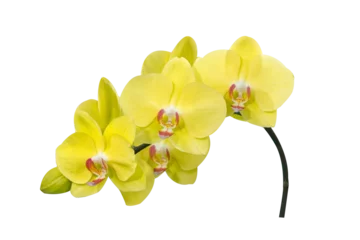 Fotobehang orchid © PRASERT