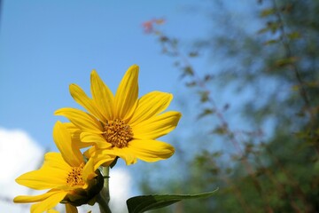 Two sunflowers with a clear blue sky. 
Close up of a few yellow flower heads, of the Sunny Smile variety.
A natural photo, taken in late summer. With lots of text space. 