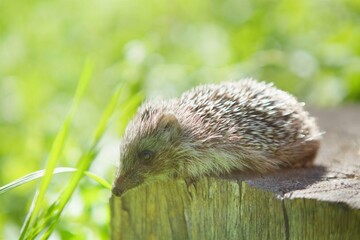 A small hedgehog sits on a stump.
