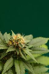 Cannabis bush close up. Tetrahydrocannabinol macro. Medical marijuana footage for design and decoration. Biological pattern.
