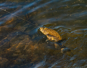 fish in the water